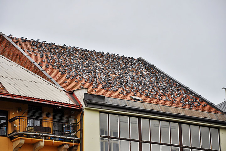 A2B Pest Control are able to install spikes to deter birds from roofs in Lambeth North. 