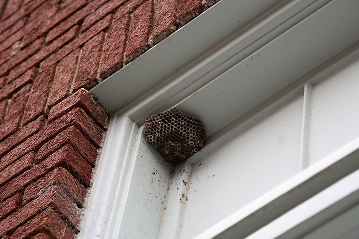 We provide a wasp nest removal service for domestic and commercial properties in Lambeth North.